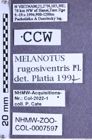 Etiketten zu Melanotus rugosiventris (Fleutiaux, 1933) (NHMW-ZOO-COL-0007597)